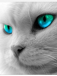 Other Wallpapers 0871